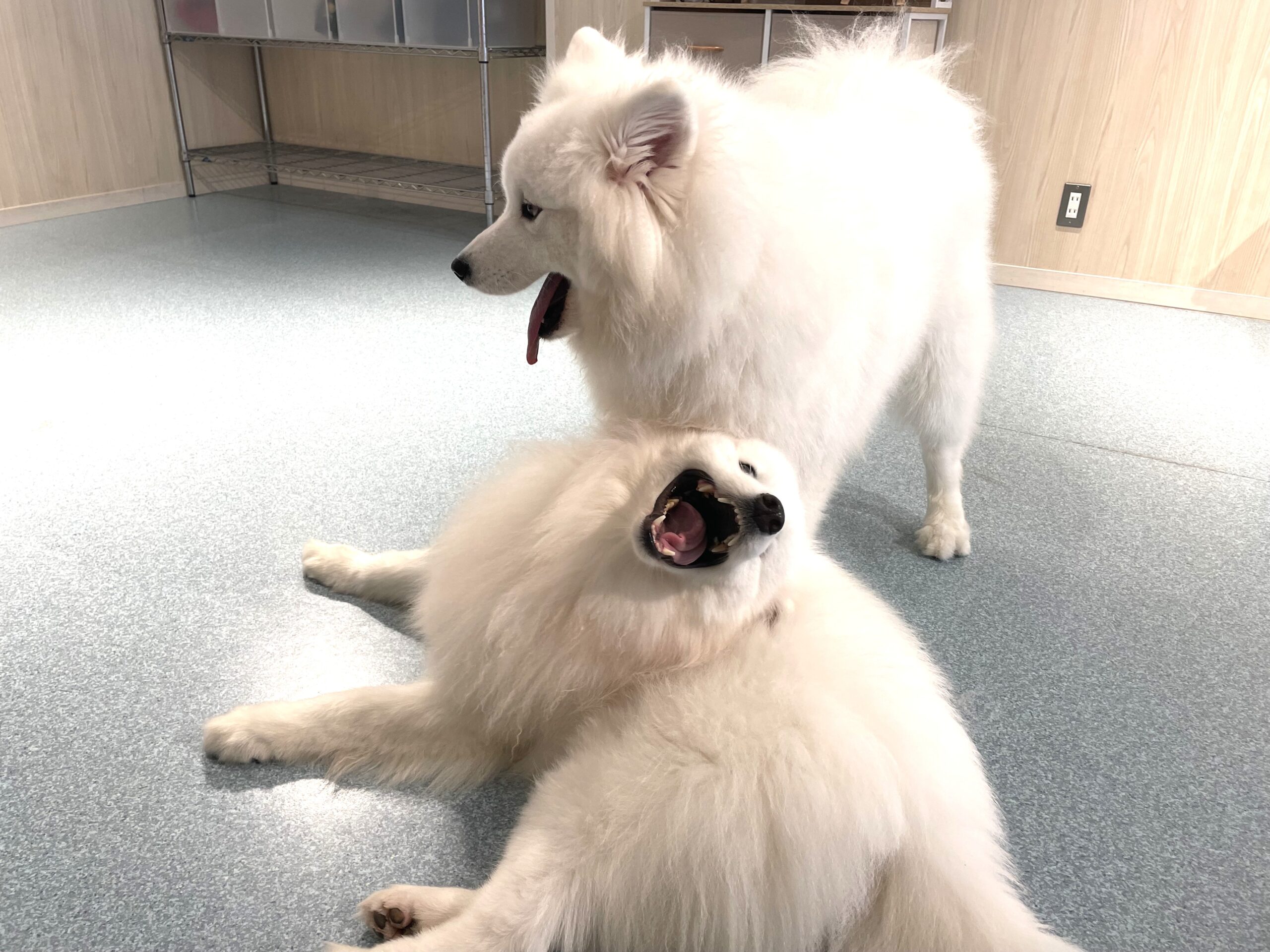 大型犬に癒された連休