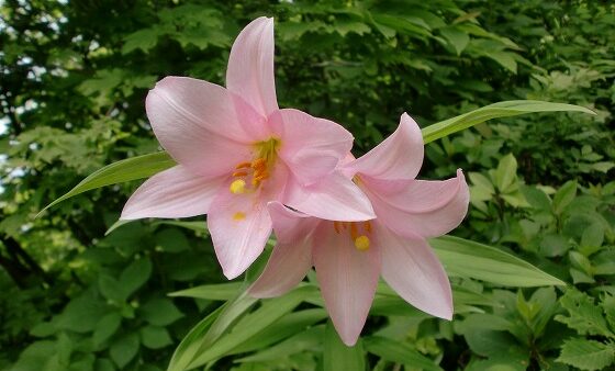 三条の花「ひめさゆり」