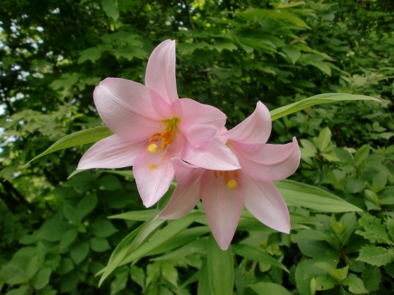 三条の花「ひめさゆり」