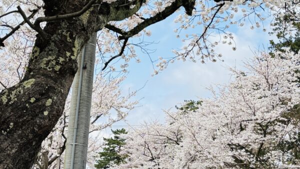 春がやってきました🌸🌸