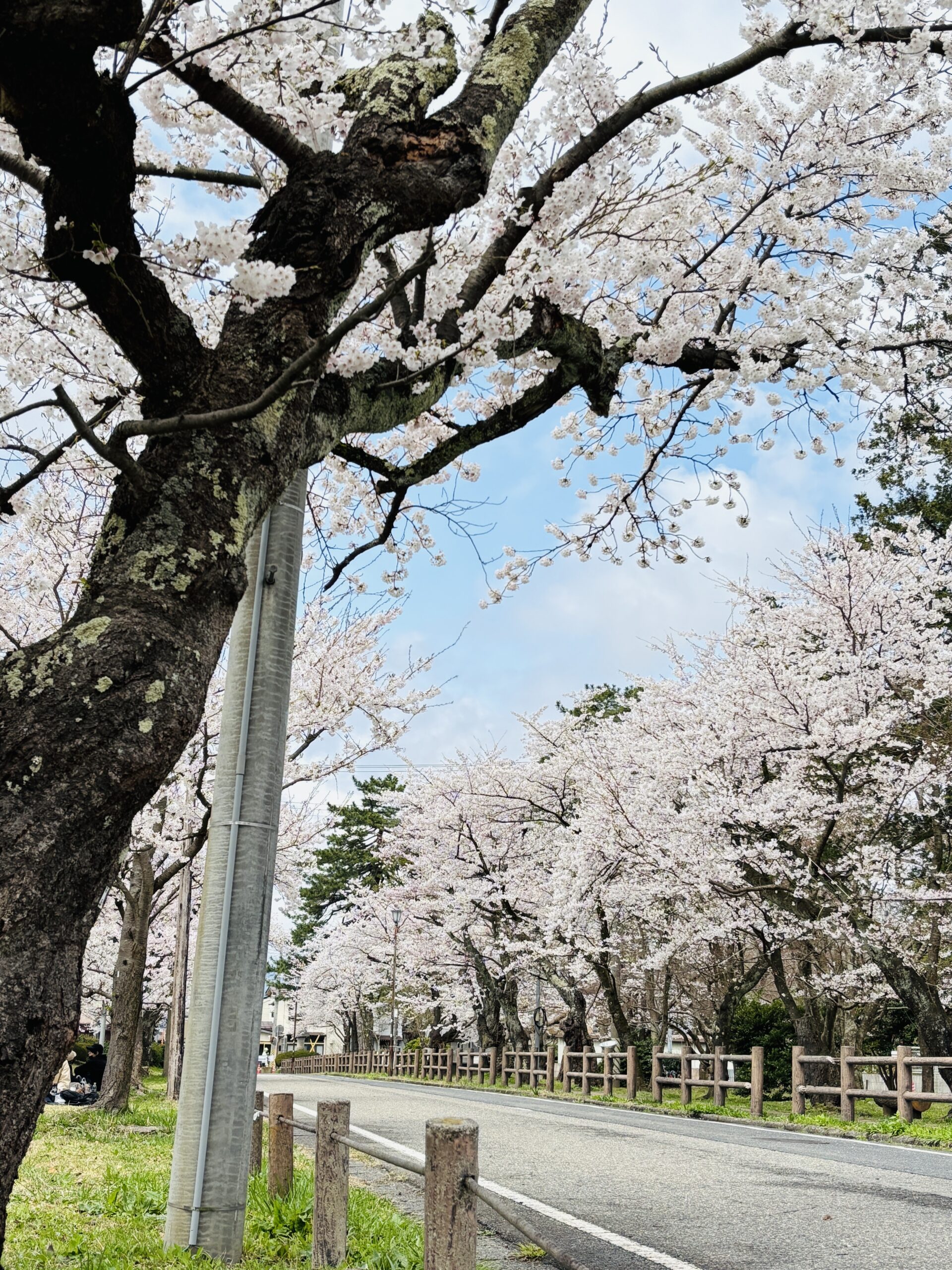 春がやってきました🌸🌸