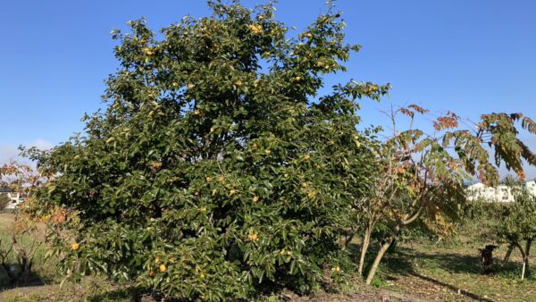 🍂秋晴れ🍂⛅