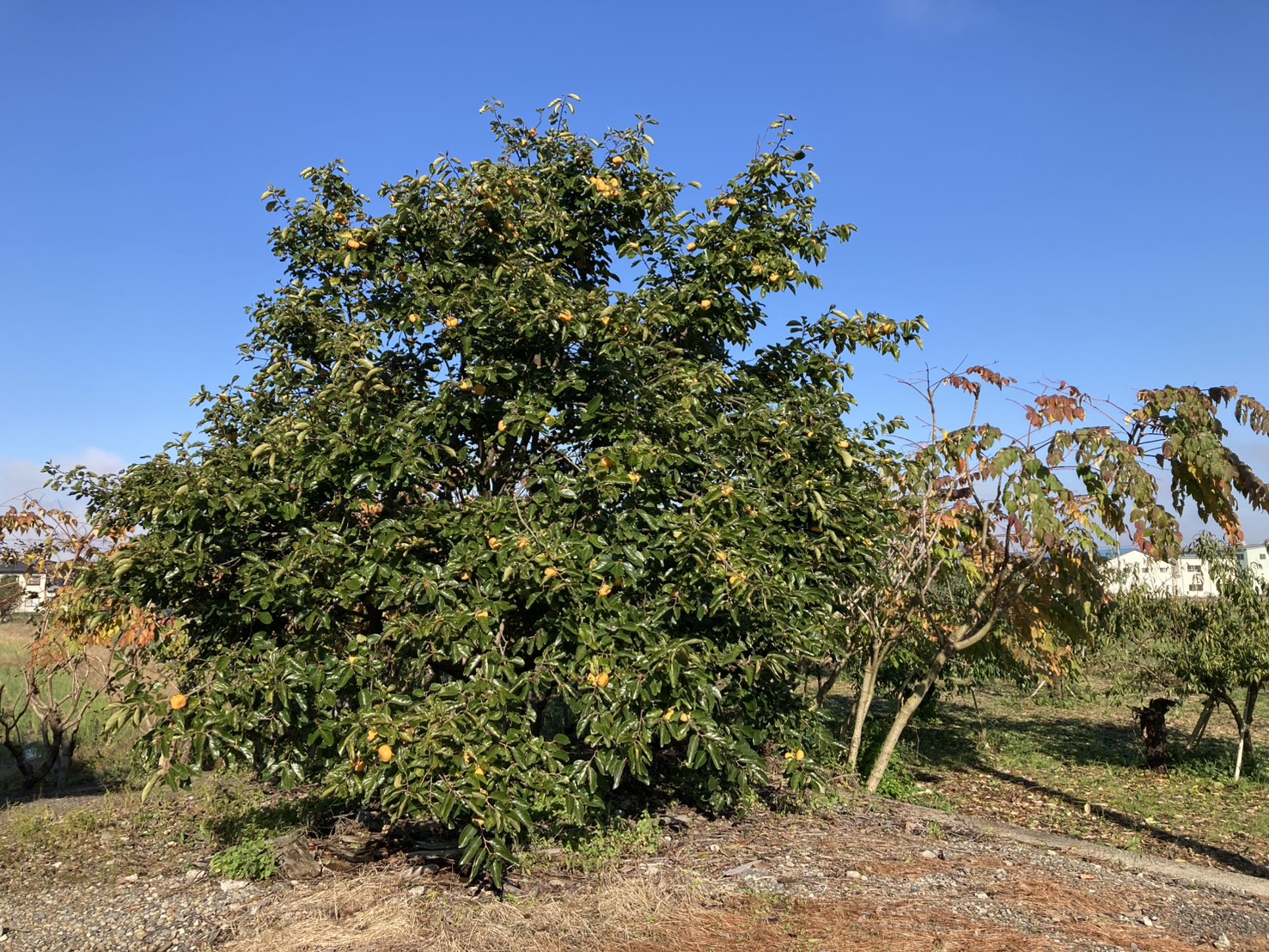 🍂秋晴れ🍂⛅