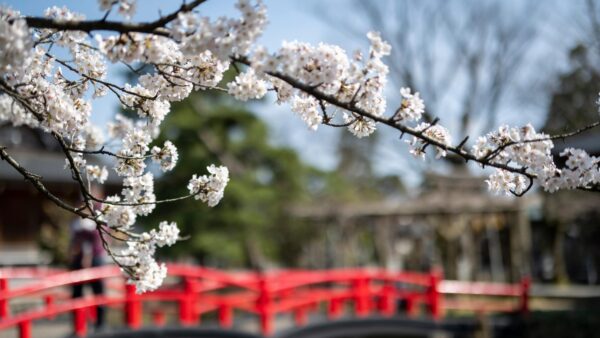 春はすぐそこまで…🌸